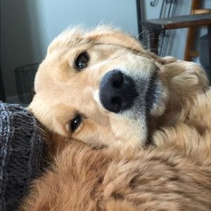 Meet your Posher, Abby